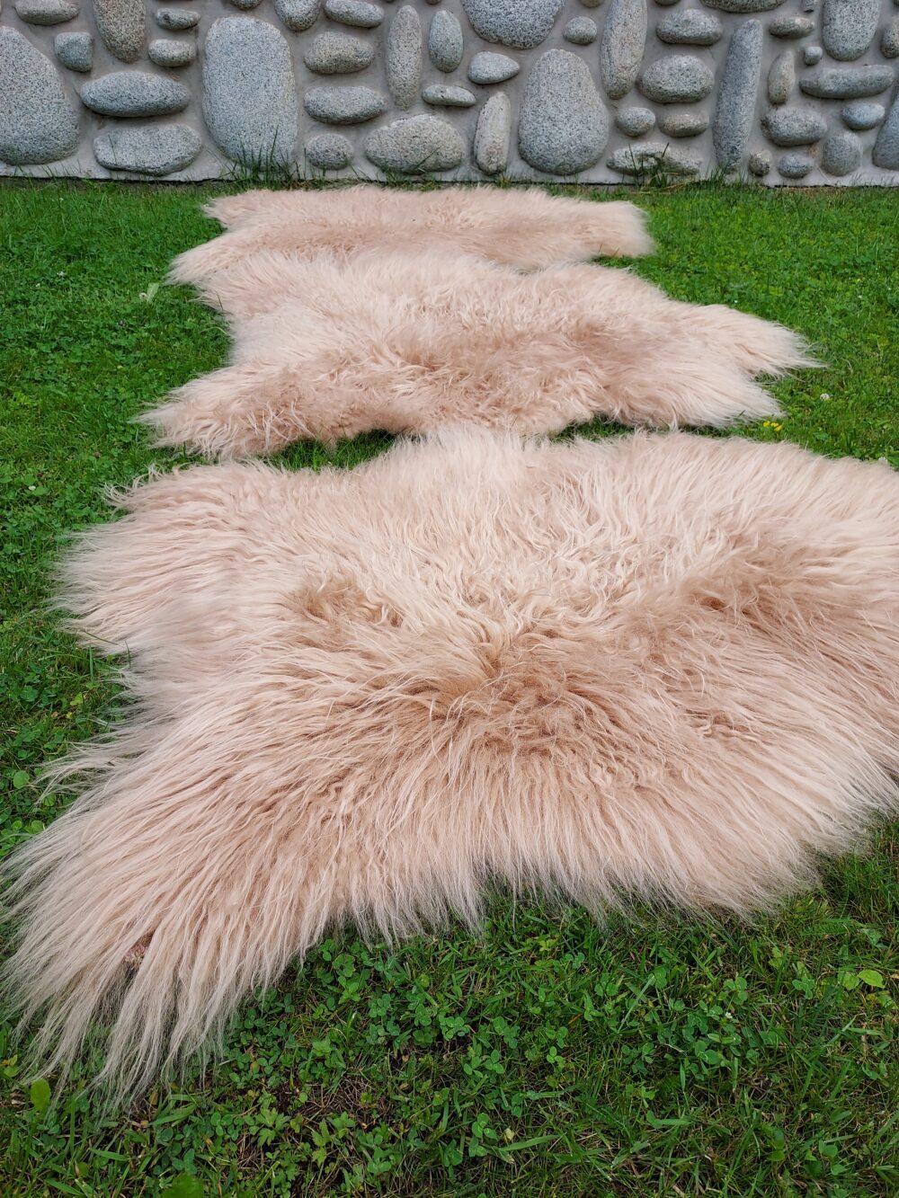 Sheepskins “Island” Cappuccino Curly Hair island dyed Producent owczych skór dekoracyjnych | Tannery Sheepskin | KalSkór 3