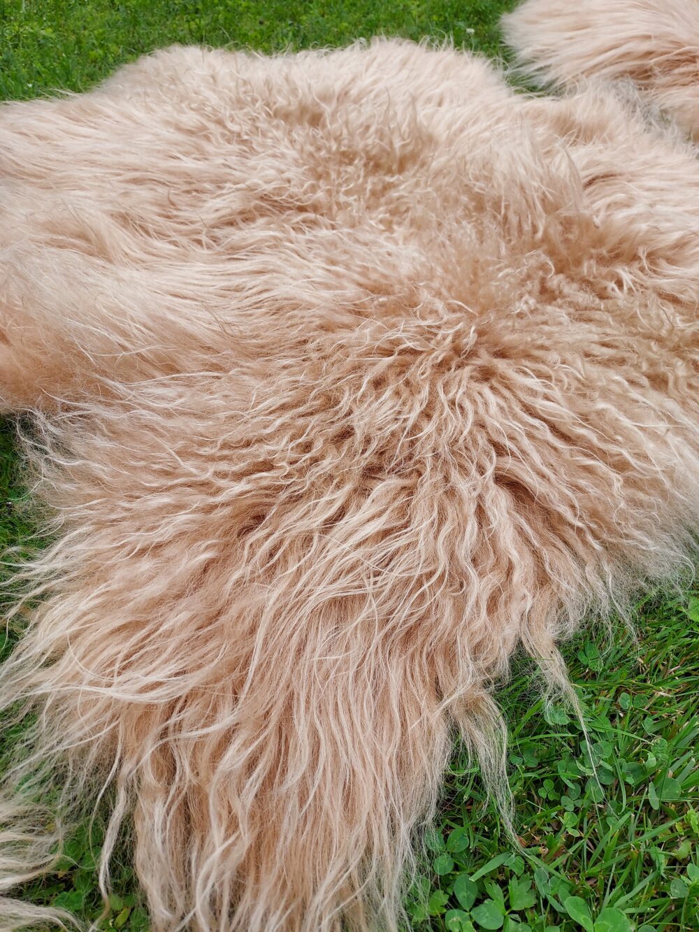 Sheepskins “Island” Cappuccino Curly Hair island dyed Producent owczych skór dekoracyjnych | Tannery Sheepskin | KalSkór 7