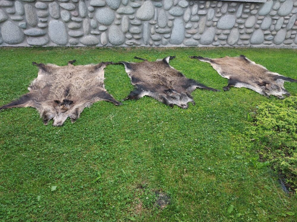 Skóra z Dzika Dekoracyjna Naturalna Skóra z Dzika Skóry dekoracyjne Producent owczych skór dekoracyjnych | Tannery Sheepskin | KalSkór 5