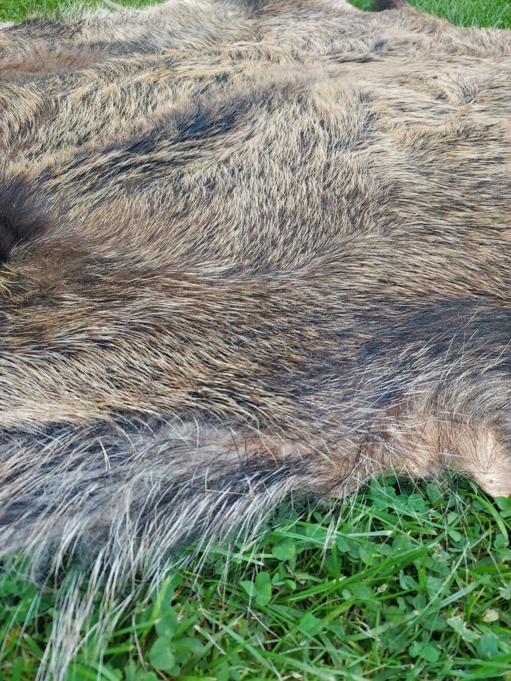 Skóra z Dzika Dekoracyjna Naturalna Skóra z Dzika Skóry dekoracyjne Producent owczych skór dekoracyjnych | Tannery Sheepskin | KalSkór 9