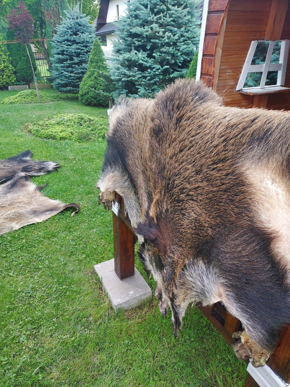 Skóra z Dzika Dekoracyjna Naturalna Skóra z Dzika Skóry dekoracyjne Producent owczych skór dekoracyjnych | Tannery Sheepskin | KalSkór 13