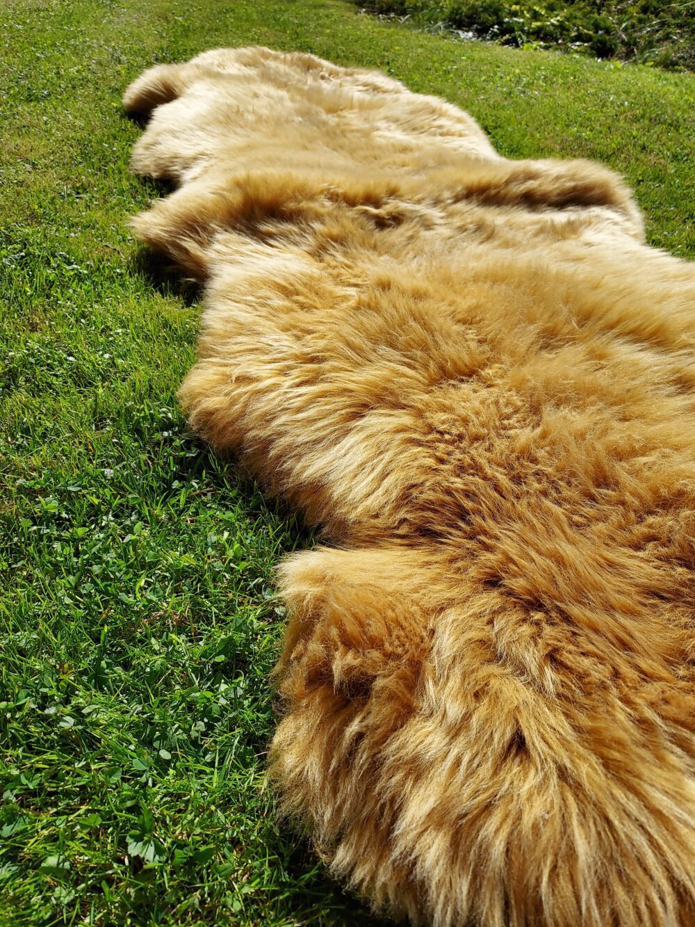Dwie Skóry zszywane tyłem Kolor CAMEL Skóry Owcze Zszywane Producent owczych skór dekoracyjnych | Tannery Sheepskin | KalSkór 4