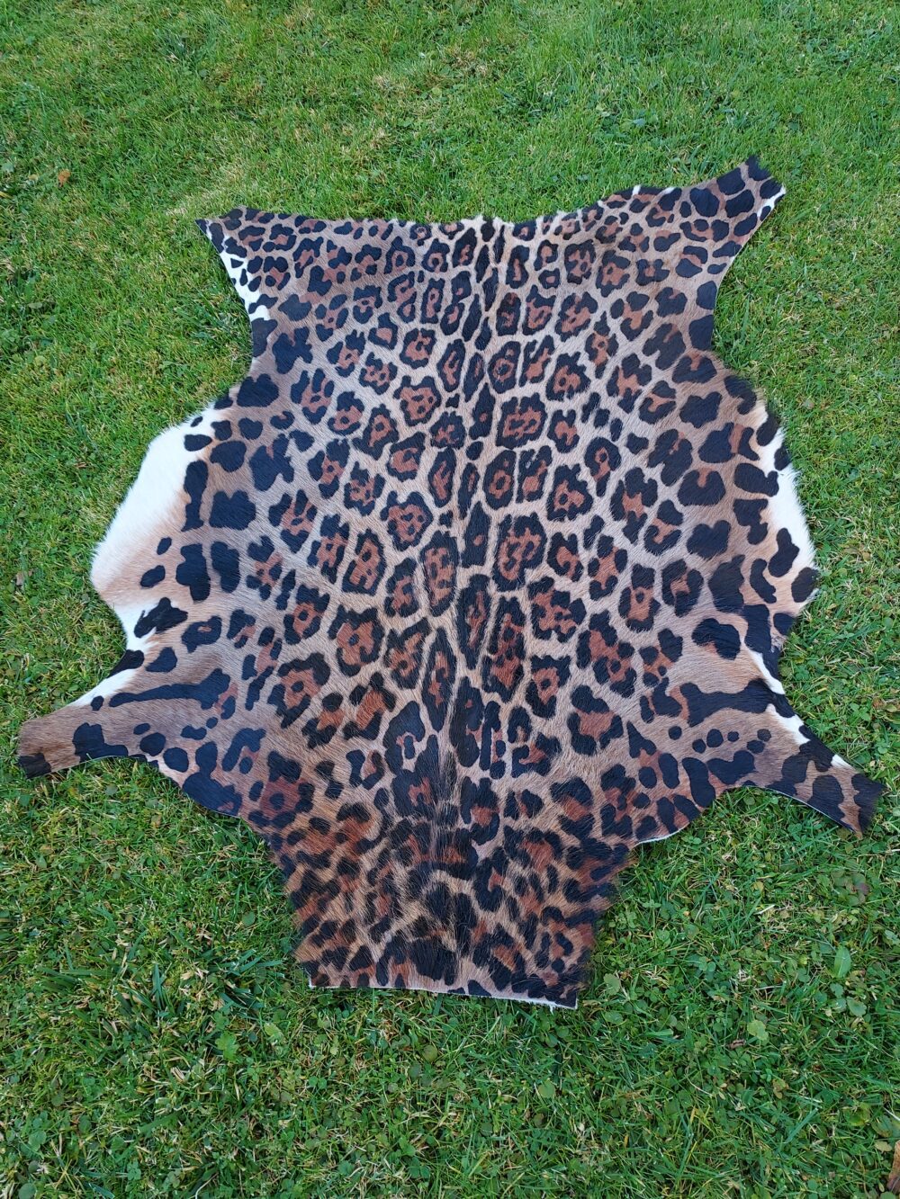 Leopard Leather Animal Carpet Natural Goatskin Leather Leopard Pattern Decorative skins Producent owczych skór dekoracyjnych | Tannery Sheepskin | KalSkór 5