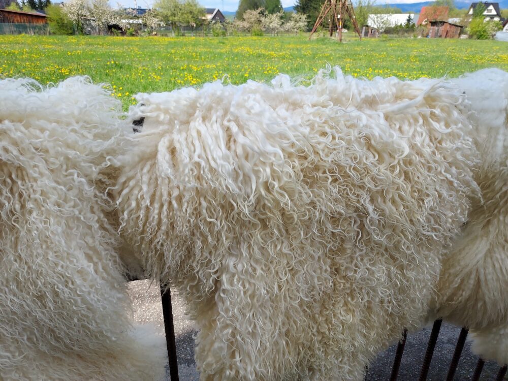 Swedish Sheepskin White Natural Decorative skins Producent owczych skór dekoracyjnych | Tannery Sheepskin | KalSkór 8