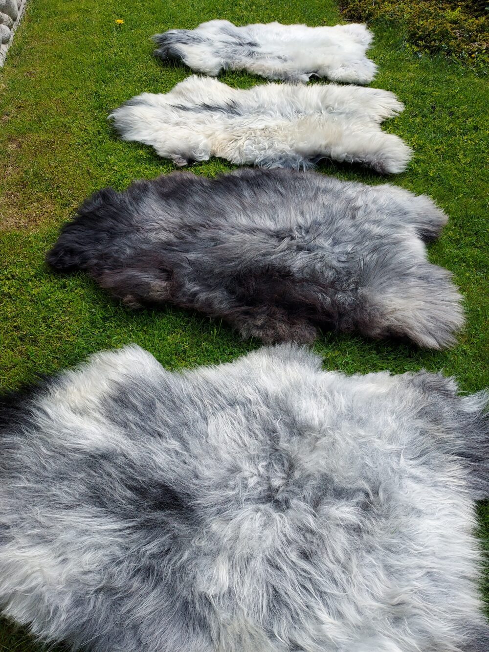 Swedish Sheepskin MELERADE Decorative skins Producent owczych skór dekoracyjnych | Tannery Sheepskin | KalSkór 9