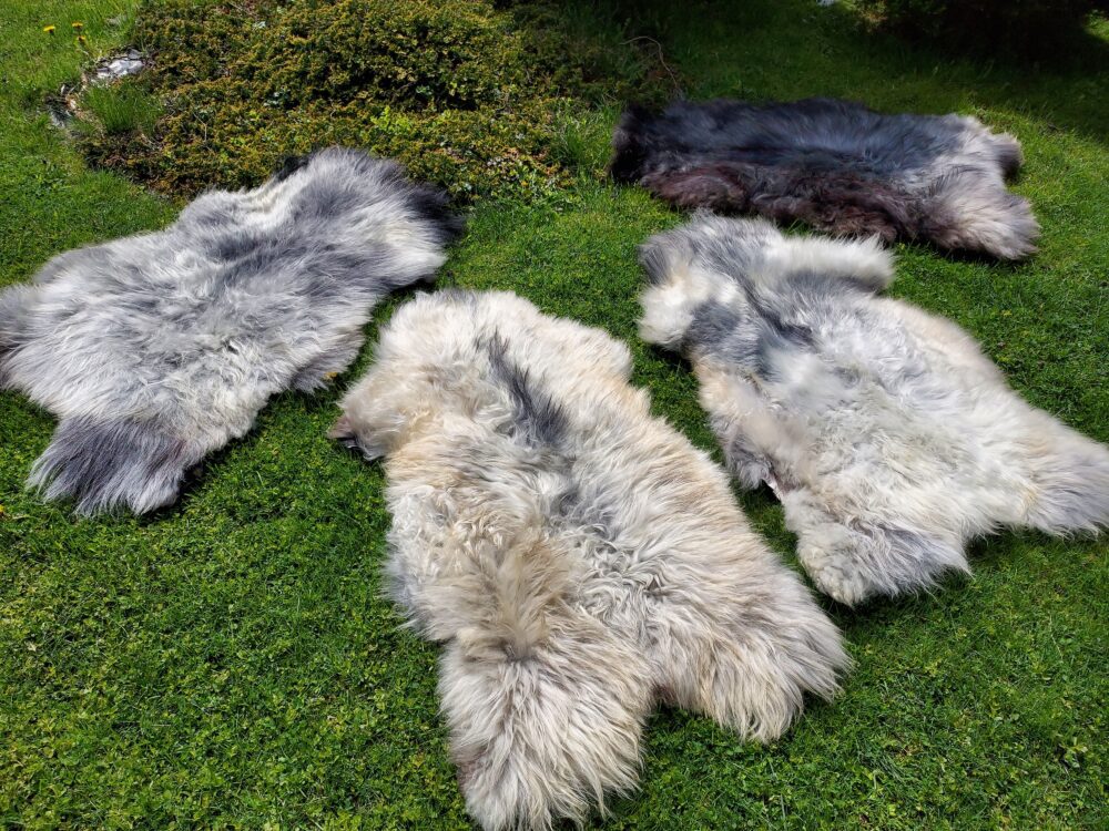 Swedish Sheepskin MELERADE Decorative skins Producent owczych skór dekoracyjnych | Tannery Sheepskin | KalSkór 3
