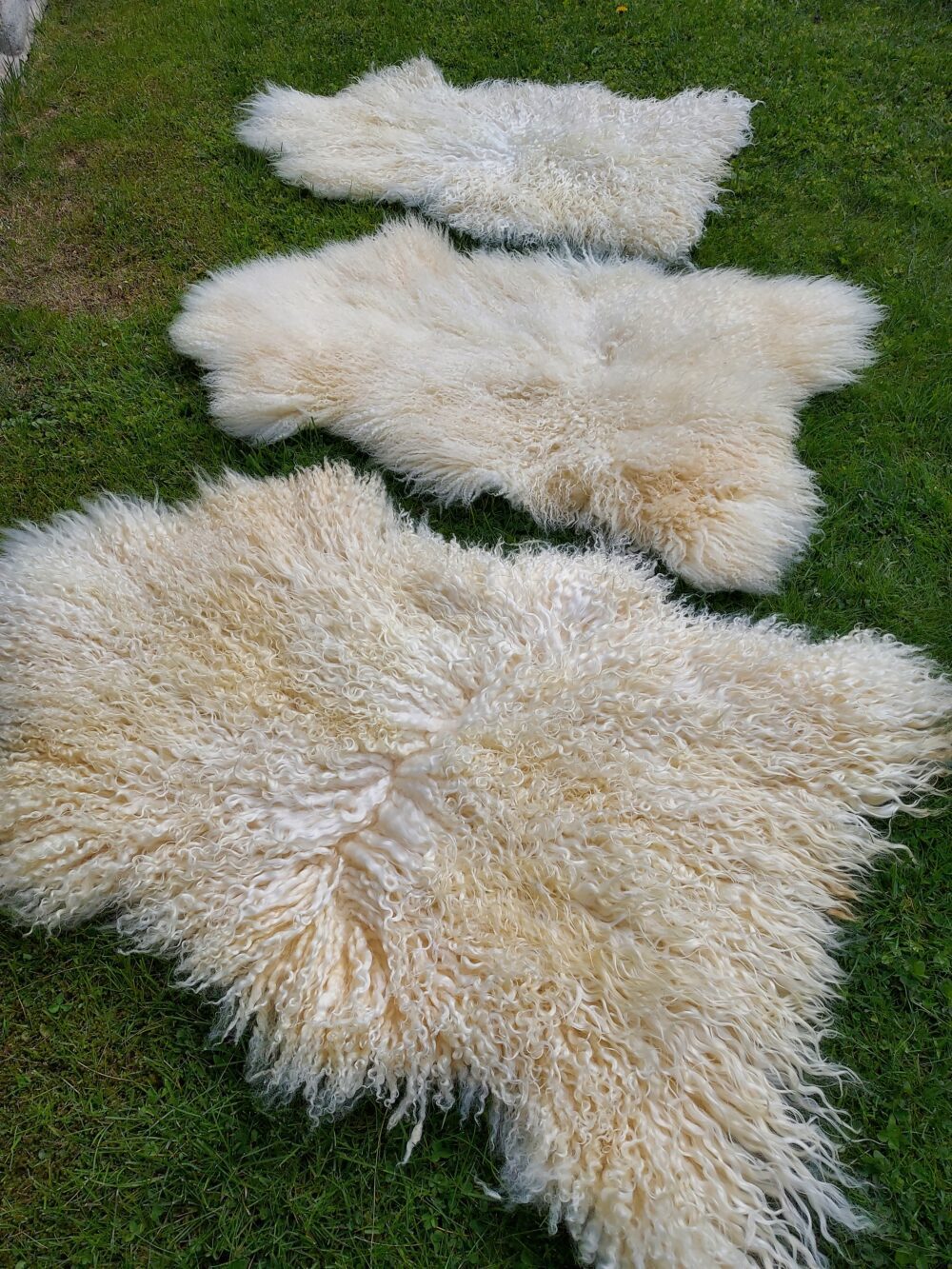 Swedish Sheepskin White Natural Decorative skins Producent owczych skór dekoracyjnych | Tannery Sheepskin | KalSkór 2