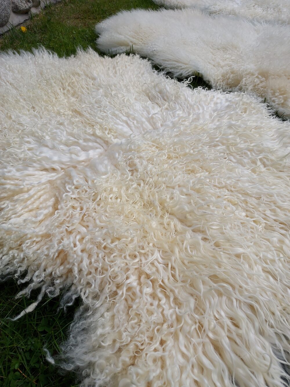 Swedish Sheepskin White Natural Decorative skins Producent owczych skór dekoracyjnych | Tannery Sheepskin | KalSkór 5