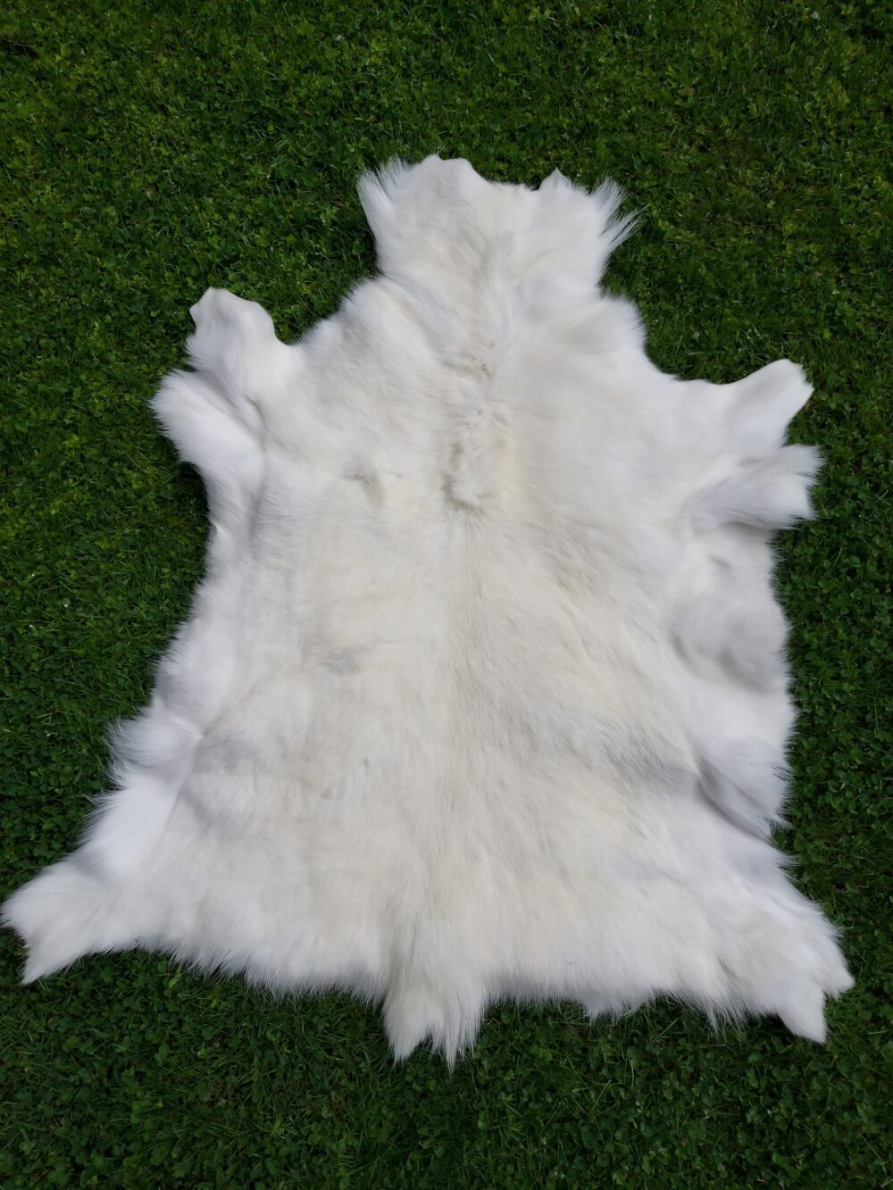 Decorative Albino Reindeer Skin White Reindeer Decorative skins Producent owczych skór dekoracyjnych | Tannery Sheepskin | KalSkór 3