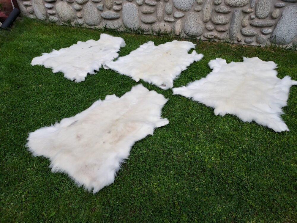 Decorative Albino Reindeer Skin White Reindeer Decorative skins Producent owczych skór dekoracyjnych | Tannery Sheepskin | KalSkór 2