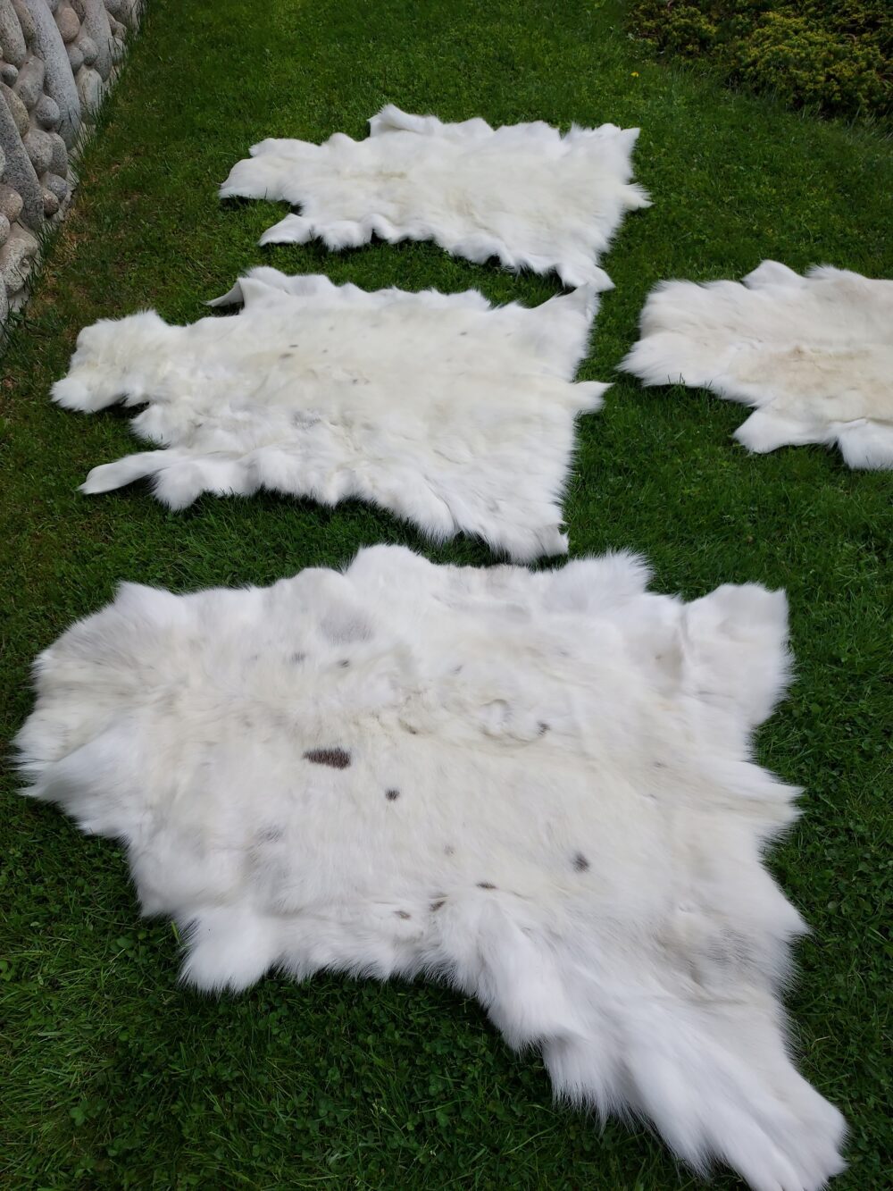 Decorative Albino Reindeer Skin White Reindeer Decorative skins Producent owczych skór dekoracyjnych | Tannery Sheepskin | KalSkór 4