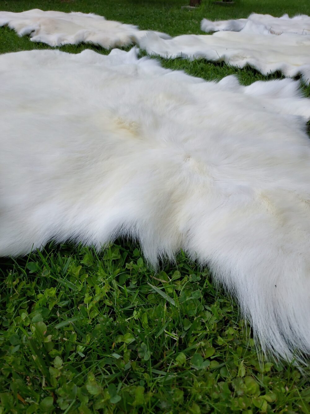 Decorative Albino Reindeer Skin White Reindeer Decorative skins Producent owczych skór dekoracyjnych | Tannery Sheepskin | KalSkór 7