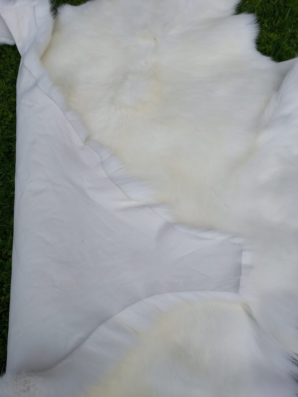 Decorative Albino Reindeer Skin White Reindeer Decorative skins Producent owczych skór dekoracyjnych | Tannery Sheepskin | KalSkór 8