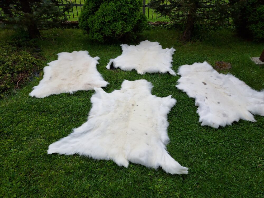 Decorative Albino Reindeer Skin White Reindeer Decorative skins Producent owczych skór dekoracyjnych | Tannery Sheepskin | KalSkór 10