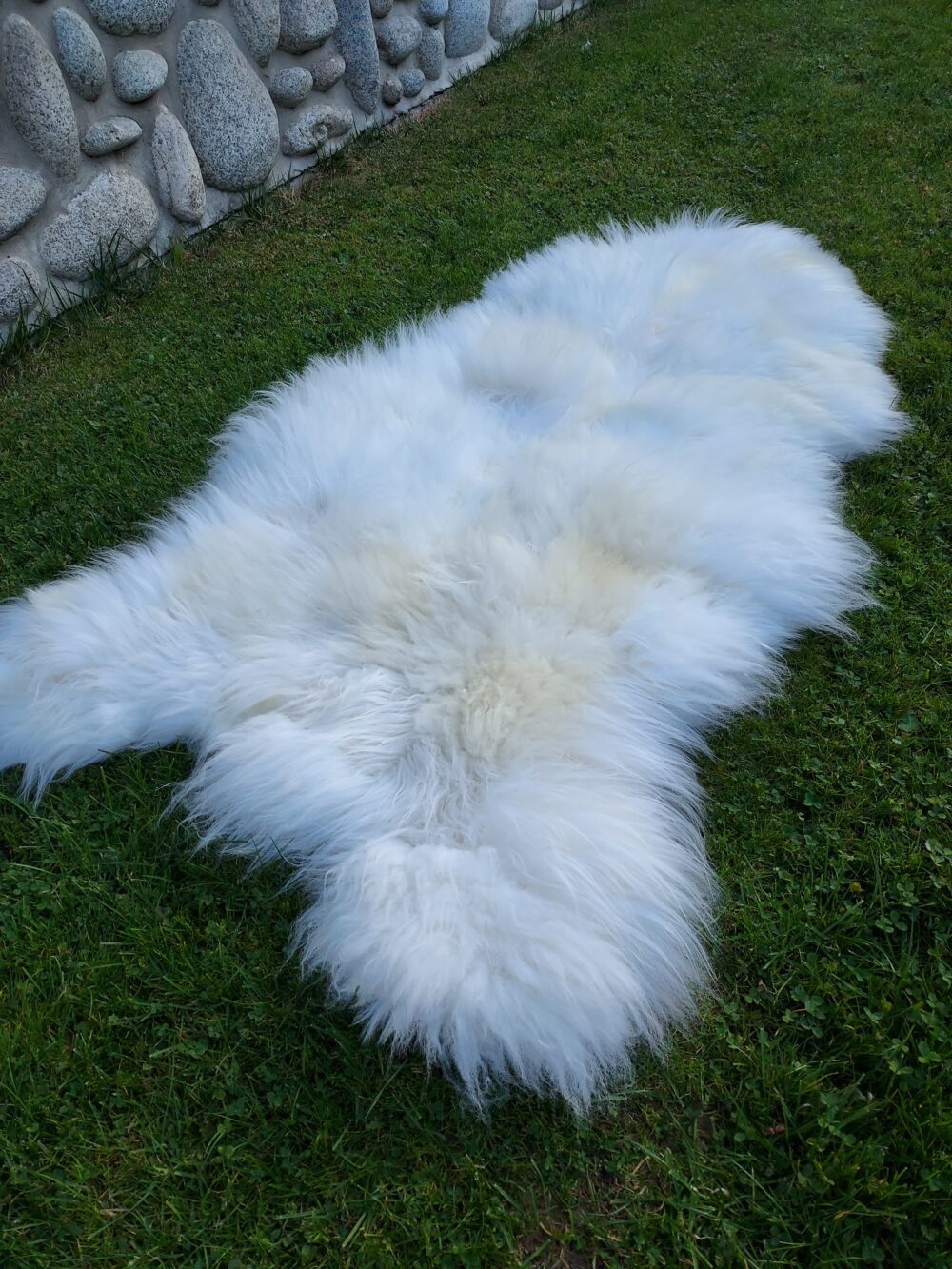 Sheepskin XXXL Giant 170 cm Natural Stitched RIVER Stitched sheepskins Producent owczych skór dekoracyjnych | Tannery Sheepskin | KalSkór 8