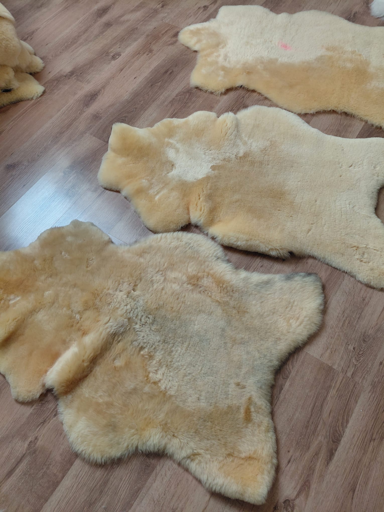 Damaged sheepskins Relugan broken sheepskin Producent owczych skór dekoracyjnych | Tannery Sheepskin | KalSkór 6 Damaged sheepskins Relugan broken sheepskin Producent owczych skór dekoracyjnych | Tannery Sheepskin | KalSkór 6