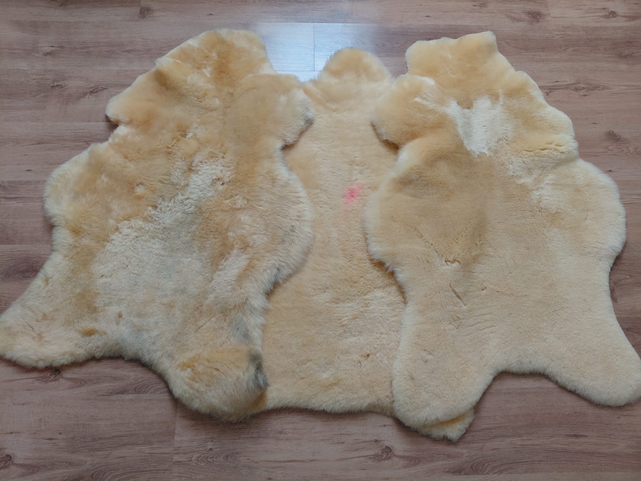 Damaged sheepskins Relugan broken sheepskin Producent owczych skór dekoracyjnych | Tannery Sheepskin | KalSkór 2 Damaged sheepskins Relugan broken sheepskin Producent owczych skór dekoracyjnych | Tannery Sheepskin | KalSkór 2