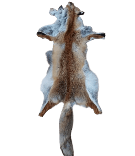 Red Fox Skin Decorative skins Producent owczych skór dekoracyjnych | Tannery Sheepskin | KalSkór